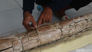 Penampakan Fosil Gading Gajah Purba di Kudus