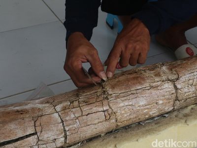 Penampakan Fosil Gading Gajah Purba di Kudus