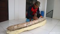 Penampakan Fosil Gading Gajah Diduga Berusia Jutaan Tahun di Kudus