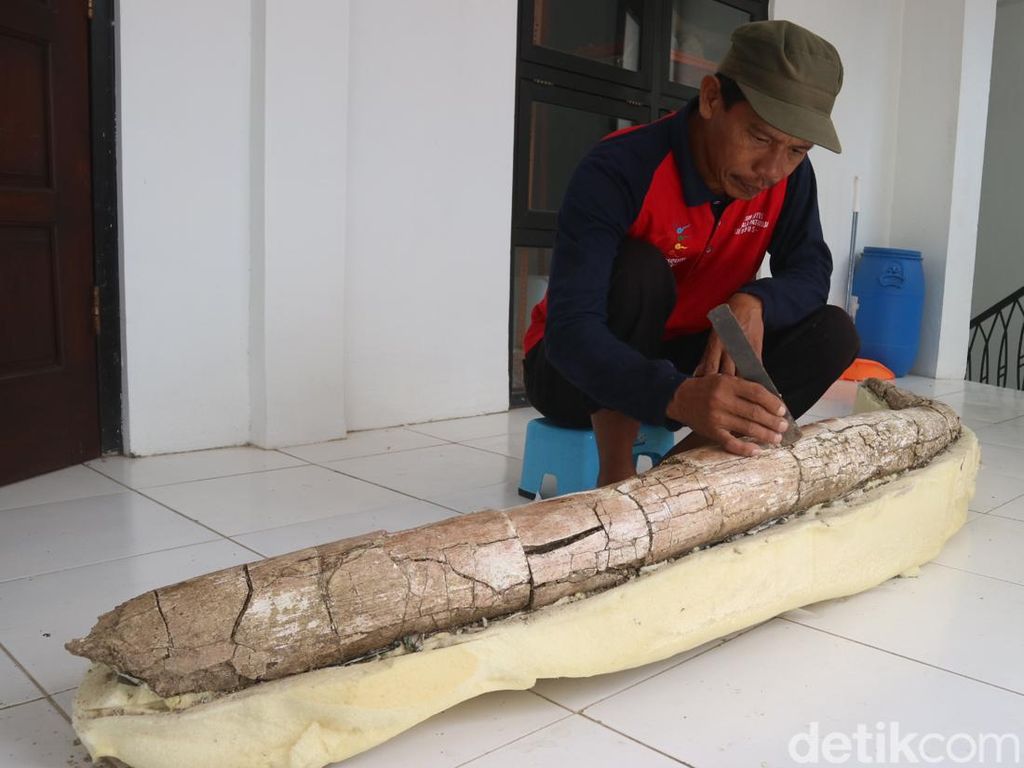 Penampakan Fosil Gading Gajah Diduga Berusia Jutaan Tahun di Kudus Penampakan Fosil Gading Gajah Diduga Berusia Jutaan Tahun di Kudus
