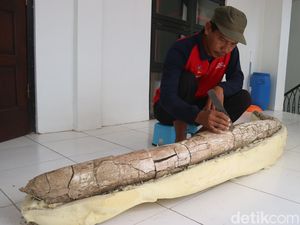 Penampakan Fosil Gading Gajah Diduga Berusia Jutaan Tahun di Kudus Penampakan Fosil Gading Gajah Diduga Berusia Jutaan Tahun di Kudus