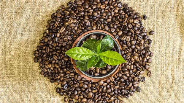 7 Negara Ini Tercatat Sebagai Penghasil Kopi Terbesar Tahun 2021