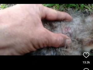 Tembak Mati Kucing di Sesko TNI, Brigjen NA Dimutasi! Tembak Mati Kucing di Sesko TNI, Brigjen NA Dimutasi!