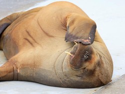 Anjing Laut Arktik Berhidung Unik dari Hewan Lain, Bisa Hangatkan Udara!