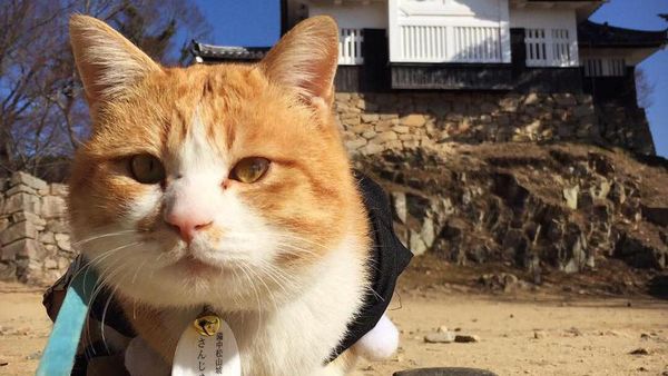 Potret Lord Sanjuro, Kucing Oyen Penguasa Kastil di Jepang