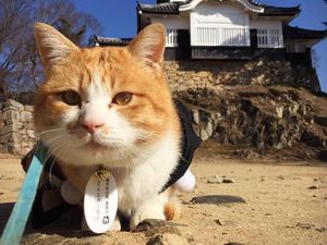 Potret Lord Sanjuro, Kucing Oyen Penguasa Kastil di Jepang Potret Lord Sanjuro, Kucing Oyen Penguasa Kastil di Jepang