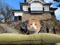 Kenalan dengan Baginda Raja Kucing Oyen dari Jepang