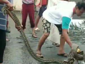 Heboh Ular Besar Masuk Rumah Warga di Medan