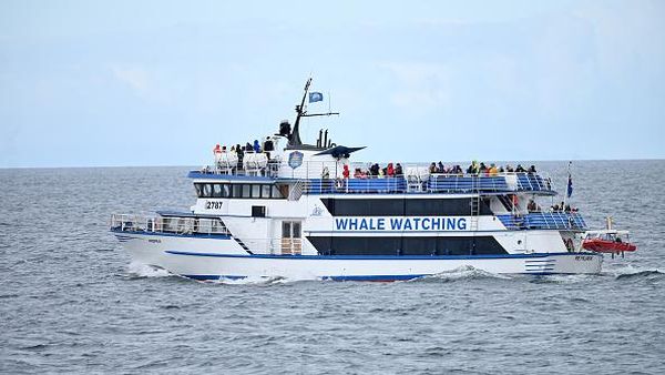 Ada Wisata Mengamati Ikan Paus di Teluk Islandia, Mau Ikut?