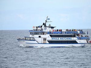 Ada Wisata Mengamati Ikan Paus di Teluk Islandia, Mau Ikut?