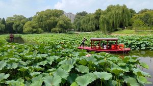 Menjelajah Cantiknya Hamparan Bungai Teratai di Beijing
