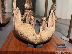 Misteri Usia Fosil Hewan Purba di Situs Pulau Sirtwo Bandung Barat