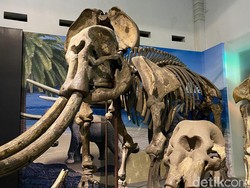 Visual Interaktif: Jejak Kehidupan Purba di Jawa Barat