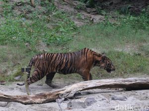 Harimau Muncul di Pemukiman Warga Siak, BBKSDA Riau Pasang Boxtrap Harimau Muncul di Pemukiman Warga Siak, BBKSDA Riau Pasang Boxtrap