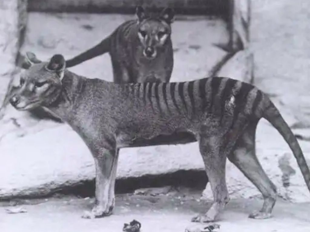 Harimau Tasmania yang Punah Mau Dibangkitkan dari Kubur