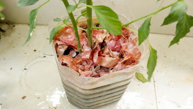 Onion Shell used as fertilizer for tree to grow more in indoor garden at Mirpur, Dhaka, Bangladesh