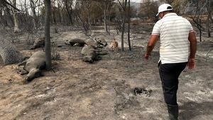 Kasihan, Hewan-hewan Ini Terpanggang Akibat Kebakaran Hutan Aljazair