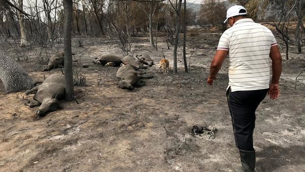 Kasihan, Hewan-hewan Ini Terpanggang Akibat Kebakaran Hutan Aljazair