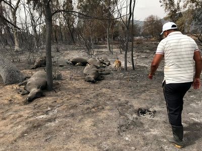 Kasihan, Hewan-hewan Ini Terpanggang Akibat Kebakaran Hutan Aljazair
