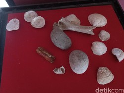 Pengertian Kjokkenmoddinger, Fosil dari Zaman Manusia Purba