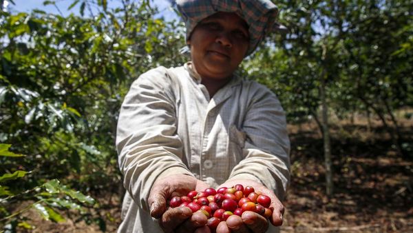 Melihat Lebih Dekat Panen Kopi Sihaporas