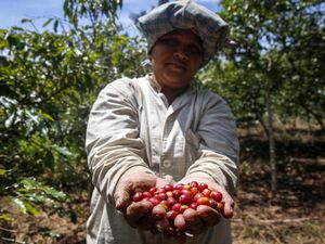 Melihat Lebih Dekat Panen Kopi Sihaporas Melihat Lebih Dekat Panen Kopi Sihaporas