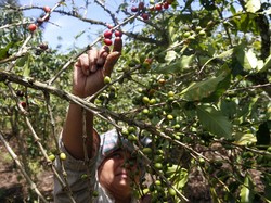 Jurus BUMN Bantu Petani Kopi Lebih Moncer