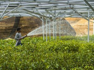 Lahan Tidur Milik Negara Disulap Jadi Kawasan Produksi Pangan Lahan Tidur Milik Negara Disulap Jadi Kawasan Produksi Pangan
