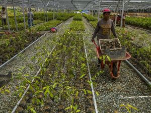 Jokowi Tinjau Persemaian Mentawir: Siap Hijaukan IKN Jokowi Tinjau Persemaian Mentawir: Siap Hijaukan IKN