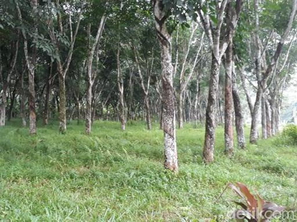 Mengkhawatirkannya Komoditas Karet di Jabar Mengkhawatirkannya Komoditas Karet di Jabar