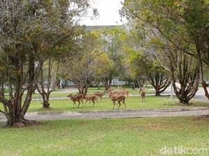 Ada 7 Rusa Tutul di Kantor Surya Darmadi yang Disita Kejagung, Sudah Izin?