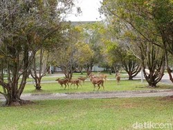 Ada 7 Rusa Tutul di Kantor Surya Darmadi yang Disita Kejagung, Sudah Izin?