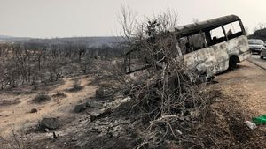 Sisa Kebakaran Hutan Aljazair, Puluhan Orang Tewas-Hewan Terpanggang