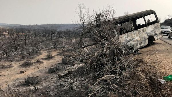 Sisa Kebakaran Hutan Aljazair, Puluhan Orang Tewas-Hewan Terpanggang