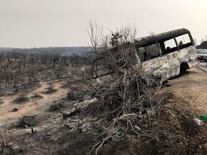 Sisa Kebakaran Hutan Aljazair, Puluhan Orang Tewas-Hewan Terpanggang