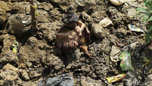 Usai Mekar, Bunga Bangkai di Bekasi Kini Mati, Nih Fotonya
