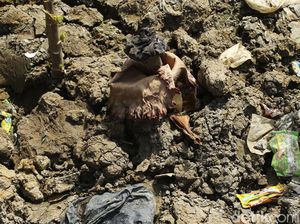 Usai Mekar, Bunga Bangkai di Bekasi Kini Mati, Nih Fotonya Usai Mekar, Bunga Bangkai di Bekasi Kini Mati, Nih Fotonya