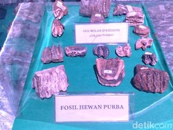 Lini Masa Konservasi Kehidupan Purba di Situs Tambaksari Ciamis