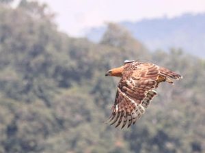 Elang Jawa: Ciri-ciri, Fakta Unik hingga Populasinya Elang Jawa: Ciri-ciri, Fakta Unik hingga Populasinya