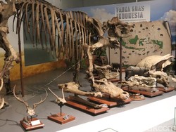 Mengenal Jenis dan Ciri-ciri Manusia Purba