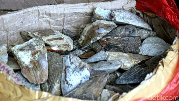 Intip Lagi Suasana Perburuan Fosil Gigi Hiu Purba Megalodon Sukabumi