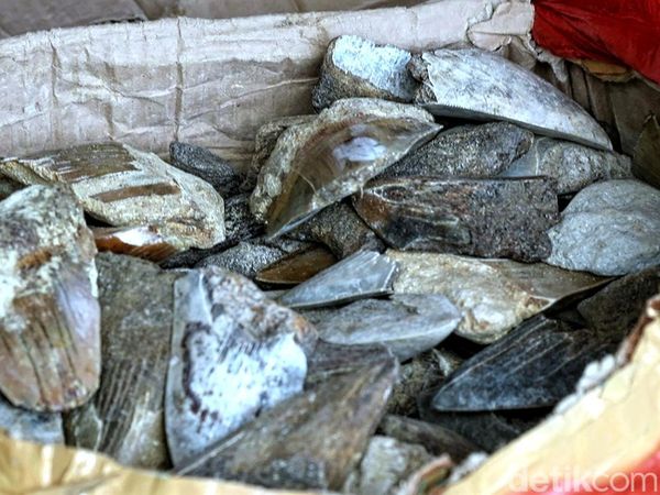 Intip Lagi Suasana Perburuan Fosil Gigi Hiu Purba Megalodon Sukabumi