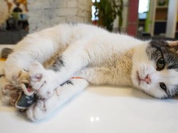 Guru Menang Gugatan Usai Dipecat karena Kucingnya Muncul di Kelas Online