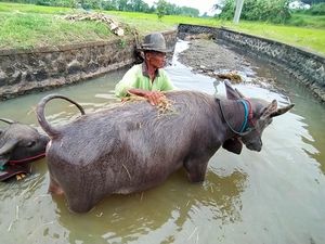 Persiapan Tradisi Makepung Jembrana, Kerbau Dapat Perawatan Khusus
