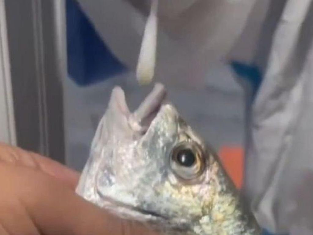 Bikin Geleng-geleng, China Lakukan Tes Swab pada Ikan Laut-Kepiting