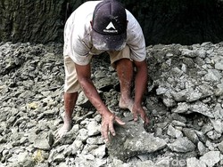 Melihat Lagi Perburuan Fosil Gigi Hiu Purba Megalodon di Sukabumi