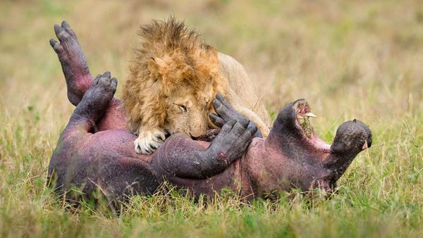 Deretan Jawara Fotografi Alam Liar yang Bikin Terpukau