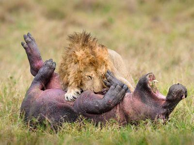 Deretan Jawara Fotografi Alam Liar yang Bikin Terpukau