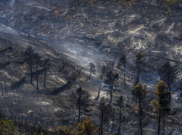 Penampakan Hutan yang Gosong Akibat Kebakaran di Spanyol