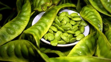 Petai Turunkan Gula Darah? Rahasia Dokter Herbal Terungkap! Petai Turunkan Gula Darah? Rahasia Dokter Herbal Terungkap!